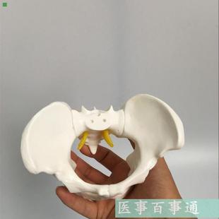 盆骨模型 小型人体骨盆模型 分娩示范教学模型桌上礼品模型 包邮