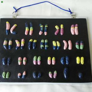 染色体解剖中学生物模型医学医用教具教学仪器实验器材厂家直销