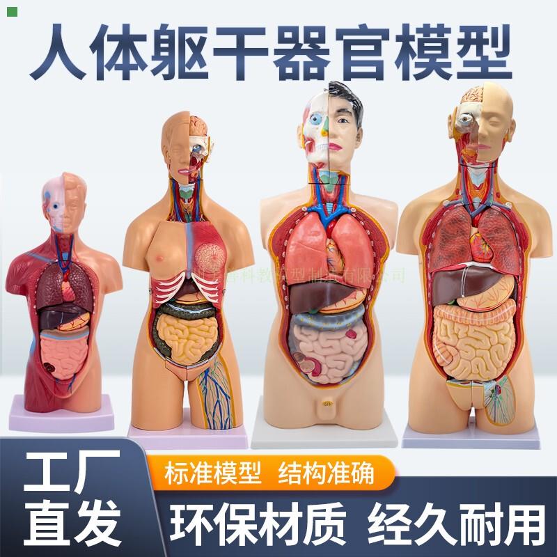 人体解剖模型器官可拆卸医学教学人体器官模型躯干系统结构图解剖