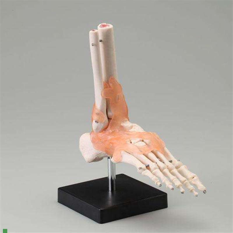 自然大脚踝关节模型人体功能性关节附韧带模型T医用骨骼关节模型