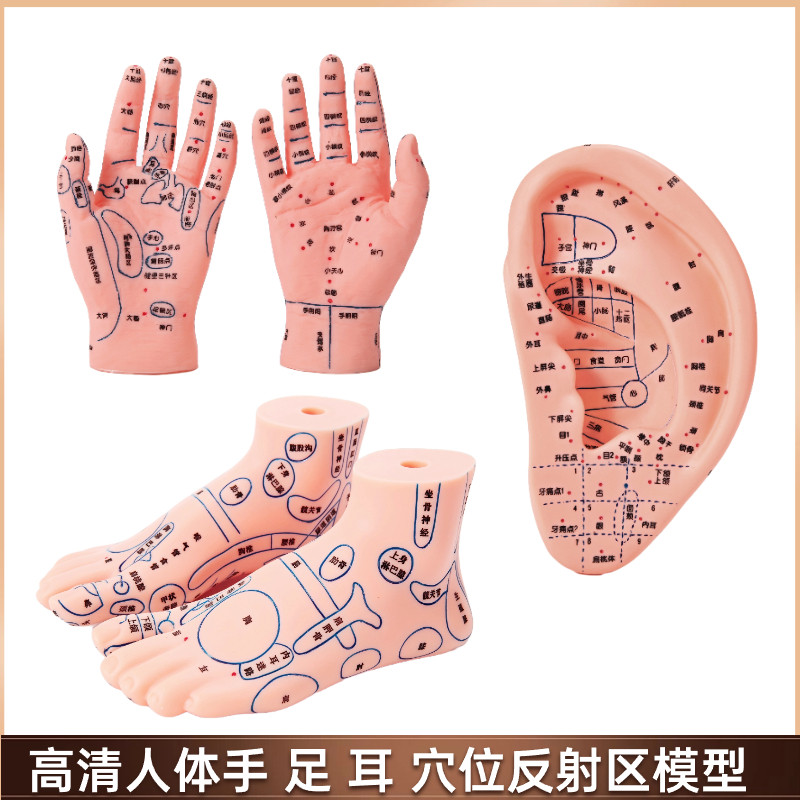 手足耳朵穴位模型反射区脚底中医按摩推拿针灸经络V高清晰教学模
