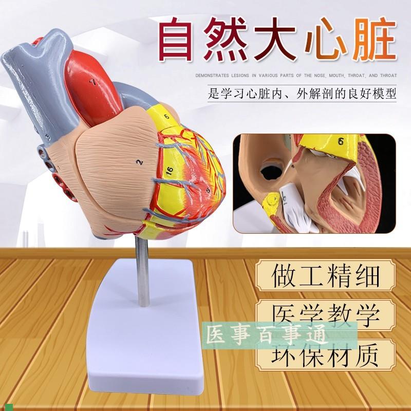 新款自然大心h脏解剖模型11大小人体心脏有指示标识包邮