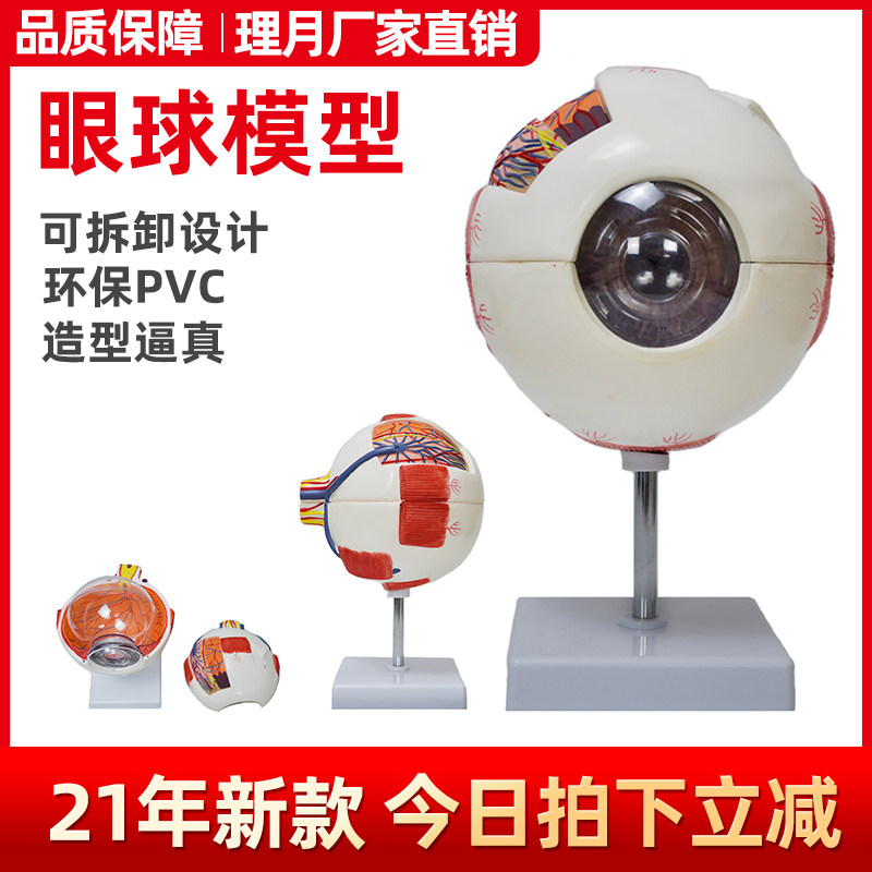 眼球解剖模d型 眼睛小的结构人体教学五官科构造可拆卸医学眼珠6