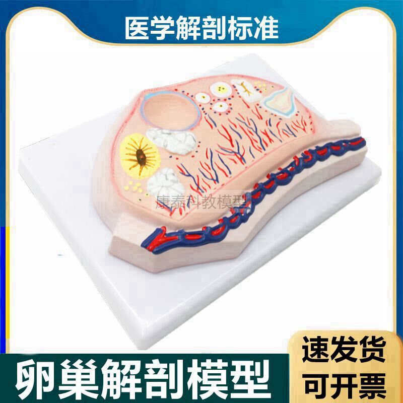 卵巢模型卵子卵泡黄体白体女生殖C性腺输卵管子宫妇科月经周期医