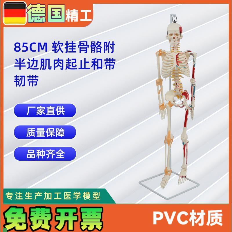85CM软e挂骨骼附半边肌肉起止和带韧带模型人体骷髅骨架医学模型