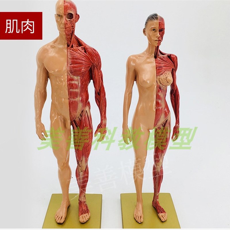 30cm绘画参考头骨模型半身像医学E艺用人体肌肉骨骼解剖结构 美术