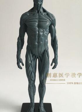 30cm医用雕塑绘画CG参考头骨结构人体灰色全肌肉骨骼解剖模型美术