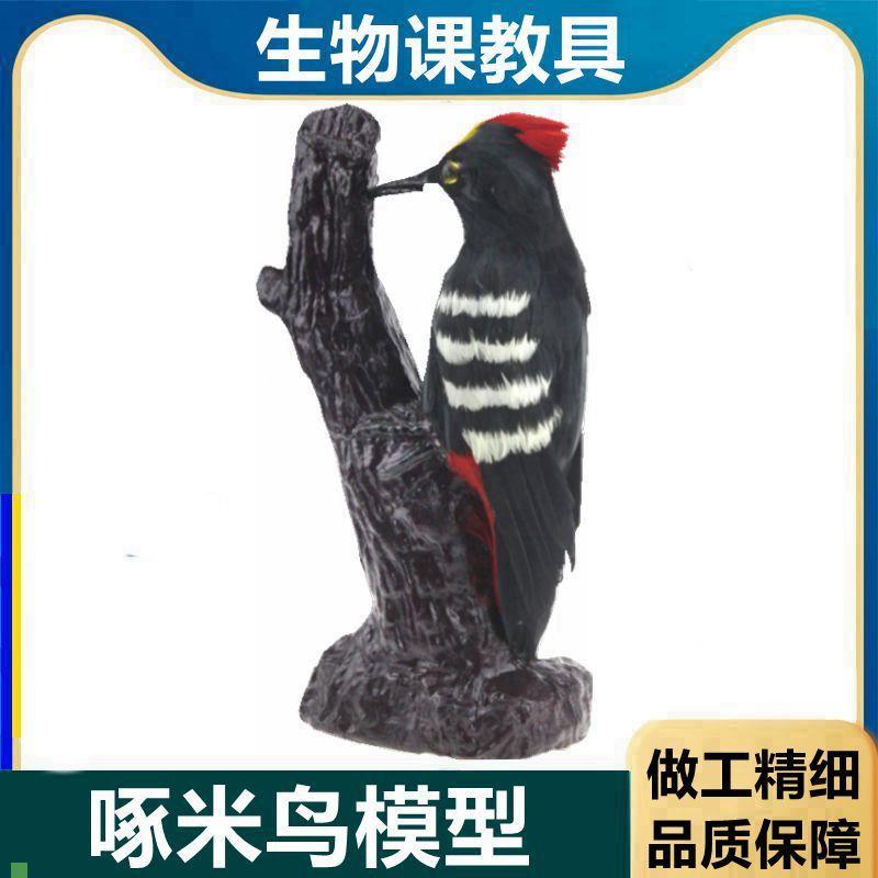 啄木鸟模型生g物课教具中学教育装备教学仪器动物鸟类标本仿真