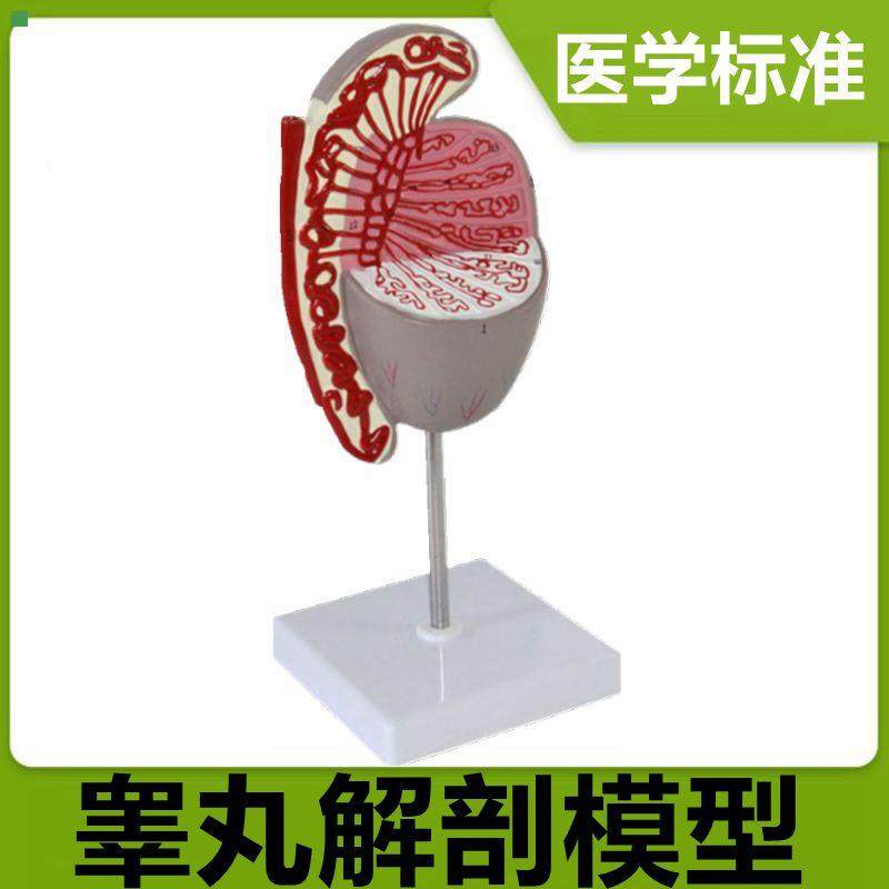 睾丸解剖模型男科生殖器官模型临床医用教学男盆腔医药礼品医患用