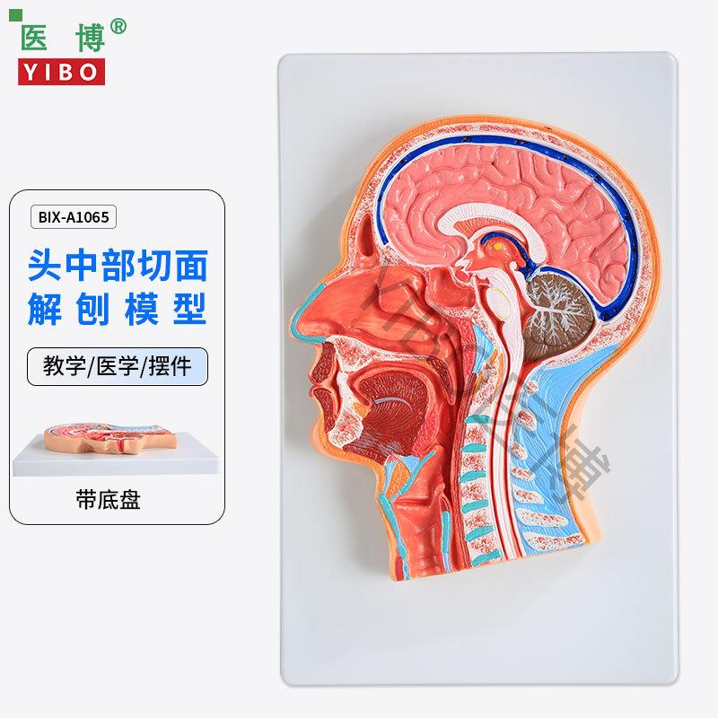 医博BIX-A1065人体头部切面展示模型