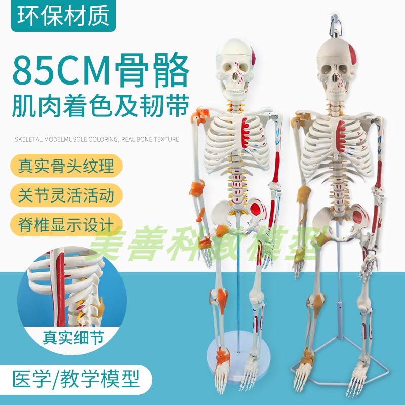 85CM人体骨h骼带神经带椎间盘模型骨架附肌肉起止点着色及韧带模