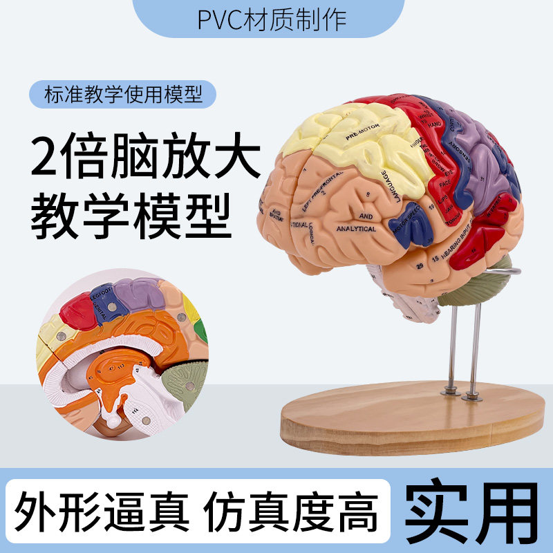 大脑神经解剖模型 2倍放s大脑模型 运动中枢 感觉中枢和脑功能 医