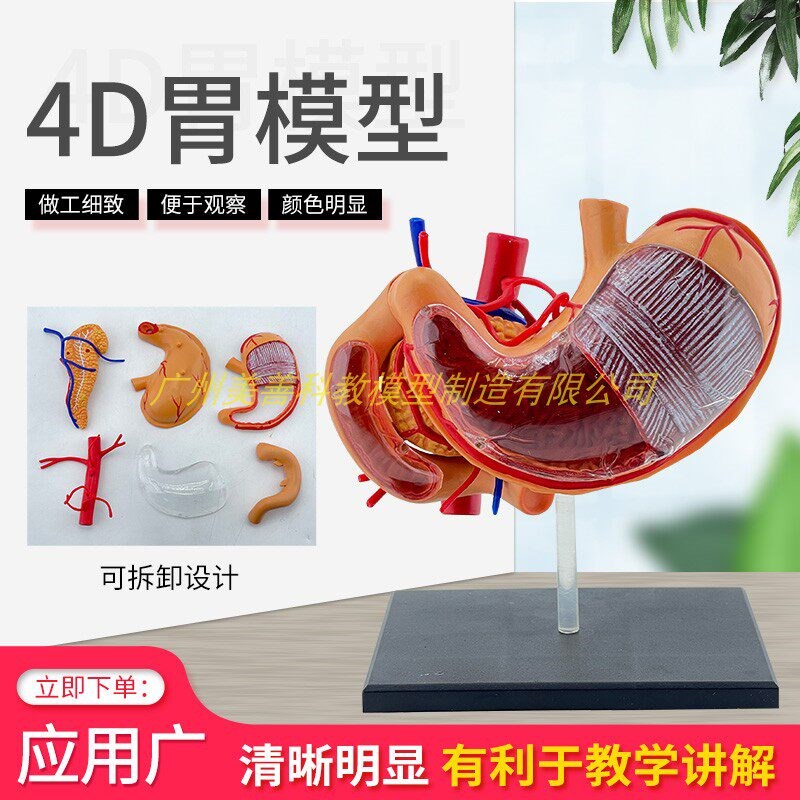 4D拼装胃部人体器官q模型胃模型消化系统解剖胃结构胰腺十二指肠