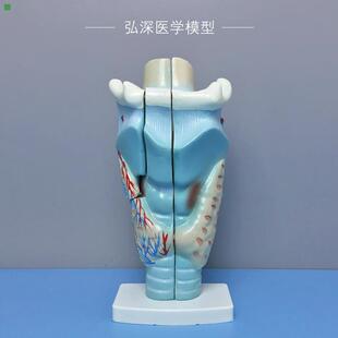喉解剖模型人体咽喉咙喉部甲状腺声带结构放大模具耳鼻喉医学教学