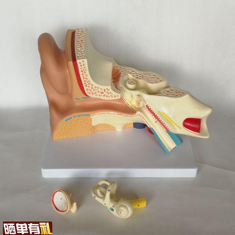 康泰模型人体耳朵放大鼓膜内耳迷路半规管K耳蜗可拆卸咽鼓管耳鼻