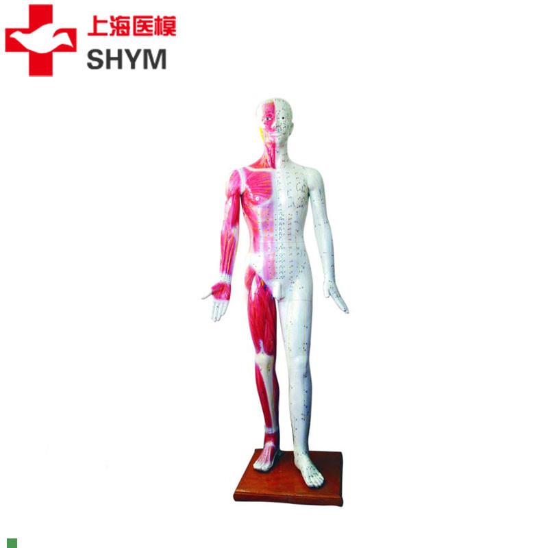 上海医模标准针灸穴位人体模型178cm厂家直N销178CM高医学模型