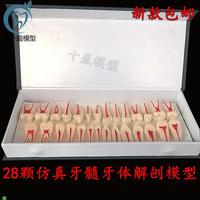 牙科口腔模型f2倍牙體牙髓解剖展示模型全口28顆兩倍牙髓解剖展示