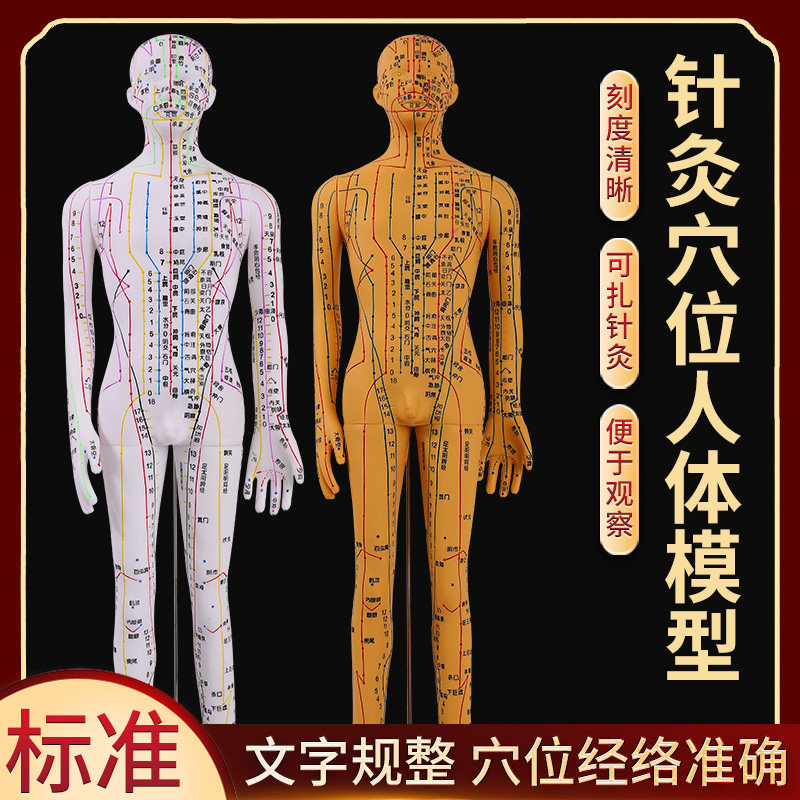 50CM中c医针灸穴位人体模型教学全身十二经络小皮人硅胶扎针练习