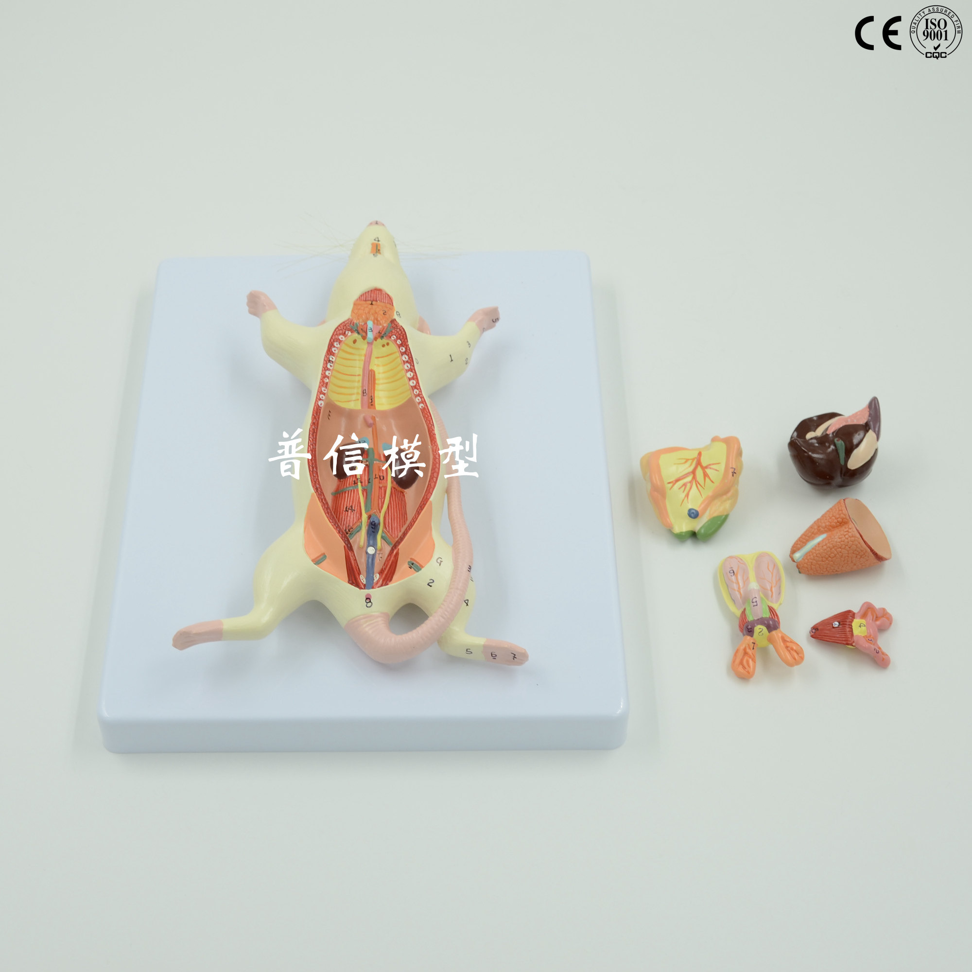 老鼠解剖 老鼠模型 老鼠拼装益智 动物解剖 V教用 生物教学