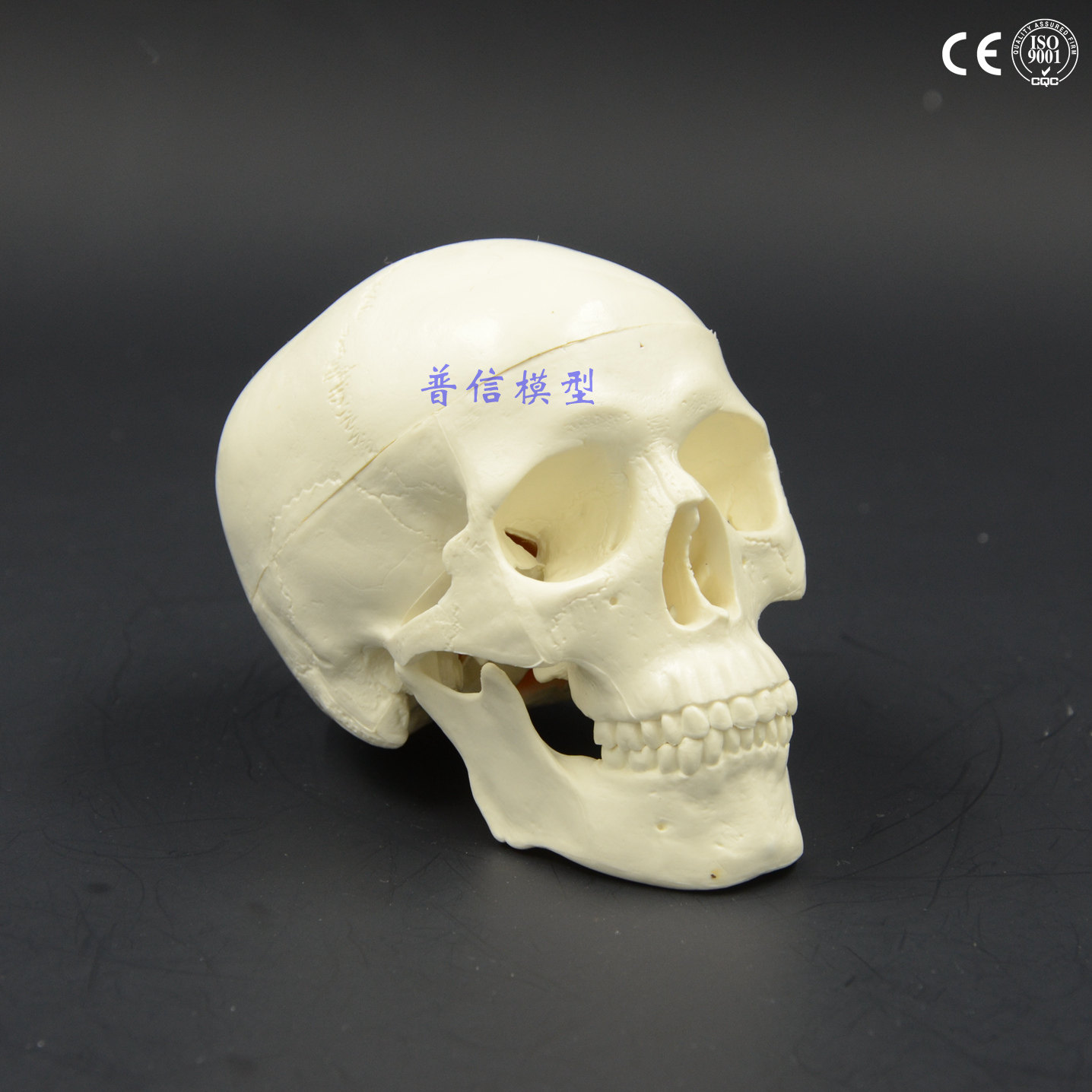 迷你小头颅模型骷髅头颅骨解剖美术医用写生O小头骨装饰美术教学