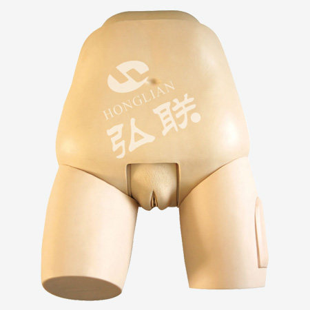 高级子宫底检查评定模型GD/vF31/全科医生妇科子宫检查评定模型人