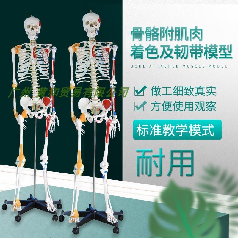170cm人体j骨骼带韧带及肌肉起止点模型肌肉着色整体人骨骨