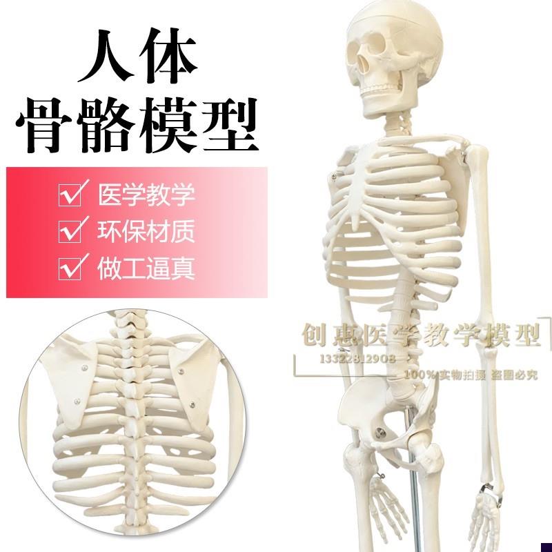 85cm人体骨骼模型 椎间盘 脊柱脊椎神经 正骨 医用V骨架模型 包邮