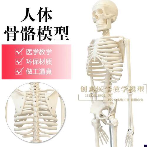 85cm人体骨骼模型 椎间盘 脊柱脊椎神经 正骨 医用V骨架模型 包邮