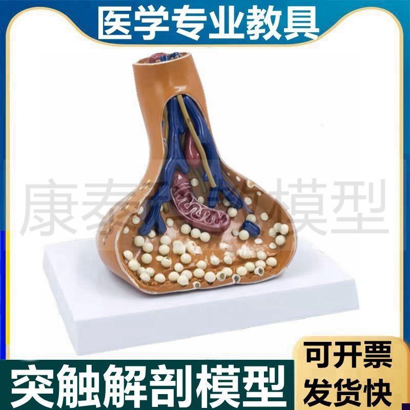神经元模型突触结构神经细胞交感神经脊髓模型P反射弧结构中枢周
