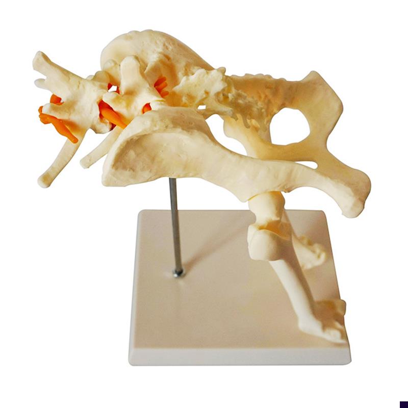 狗髋关节模型狗骨架骨骼s动物兽医教学教仪犬骨架犬科厂家直销宠