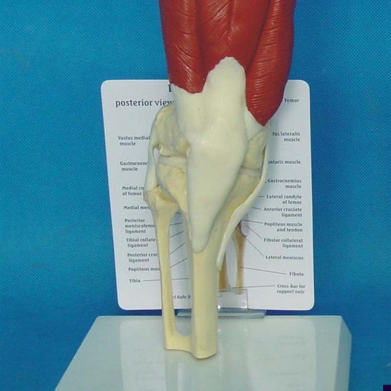 人体膝关节韧带功能模型肌肉骨骼骨架 半月板医用X教学讲解展示