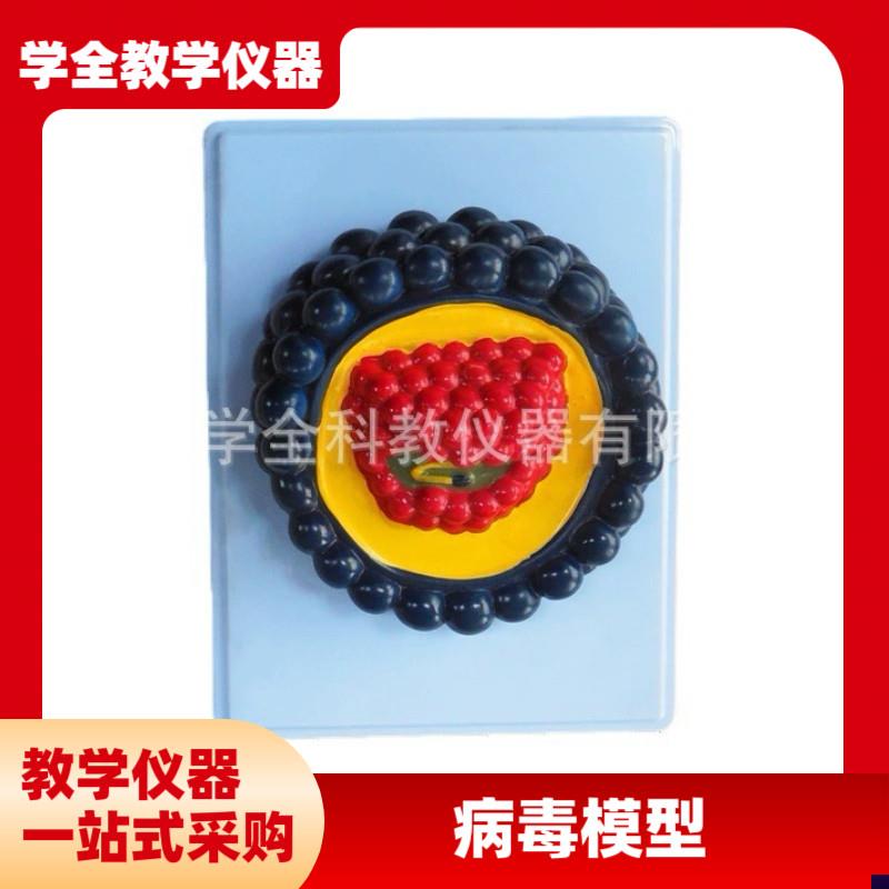 病毒模型 PVC材k质制作放心 防水材质安全 中小学生物教学仪器模
