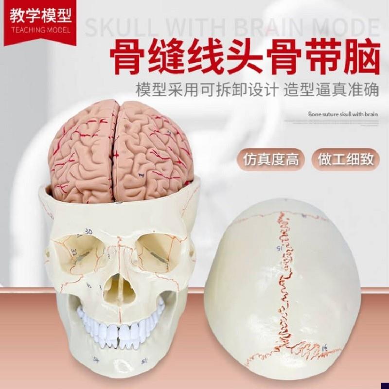 教学医学人体头颅骨可拆卸大脑模型头骨模型1:1颅W脑解剖神经科