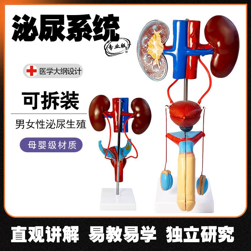 男女性生殖器s官结构解剖模型可拆装人体泌尿系统肾脏子宫尿道模