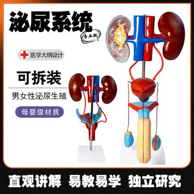 男女性生殖器s官结构解剖模型可拆装人体泌尿系统肾脏子宫尿道模