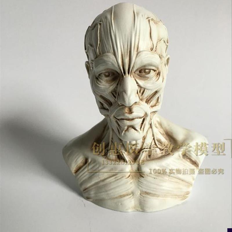 美术模型半身像素描人体肌肉骨骼头雕骷髅头静物参考头.骨摆件包