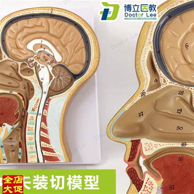 头部正中矢状切面模型头颅脑模型头部解剖L模型耳鼻喉科解剖半头