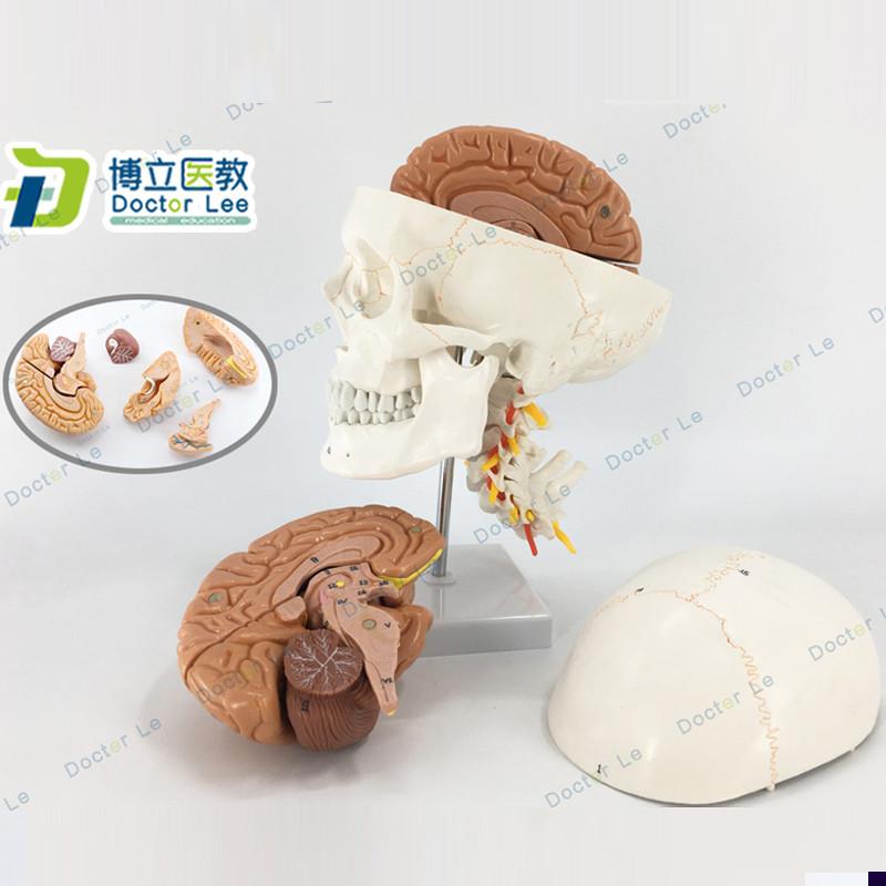 人体头颅骨大脑模型头骨模型1A:1颅脑神经外科解剖头骨模型医教