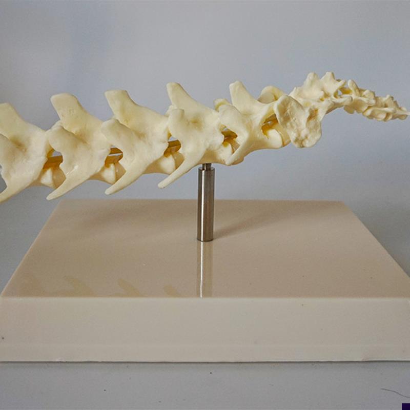狗脊椎模型 狗骨架 犬科犬骨架犬骨骼动J物骨骼 宠物兽医教学模型