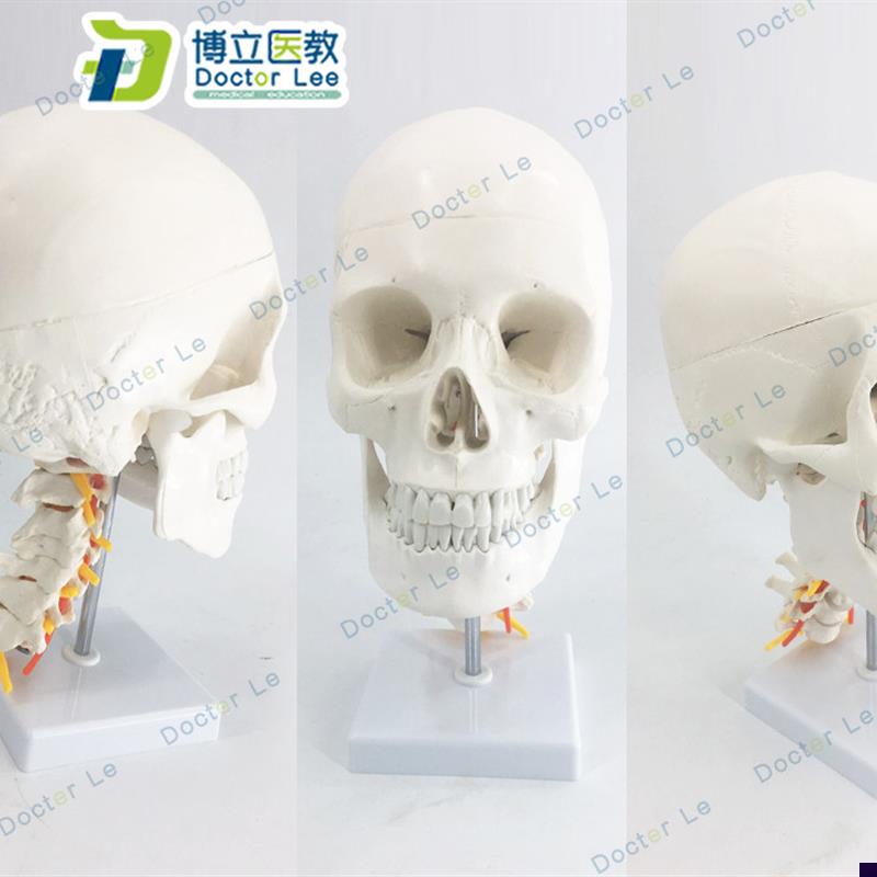 人体头骨颅骨带颈椎模型 枕骨颅骨模型R骨科医患沟通神经