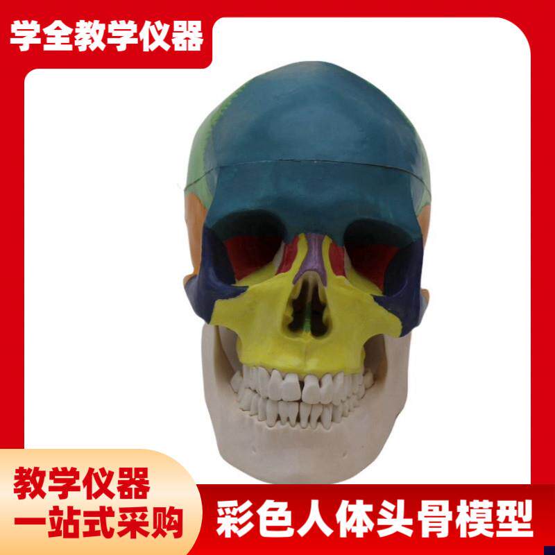 可拆卸彩色人体头骨模型头部骨z骼头颅分区康复医学展示用教学教
