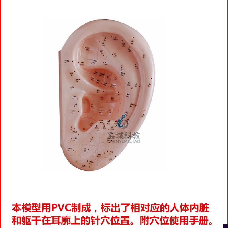多款耳针灸模型 j全部厂家直销 真实的手感耐练的材质是你好的选