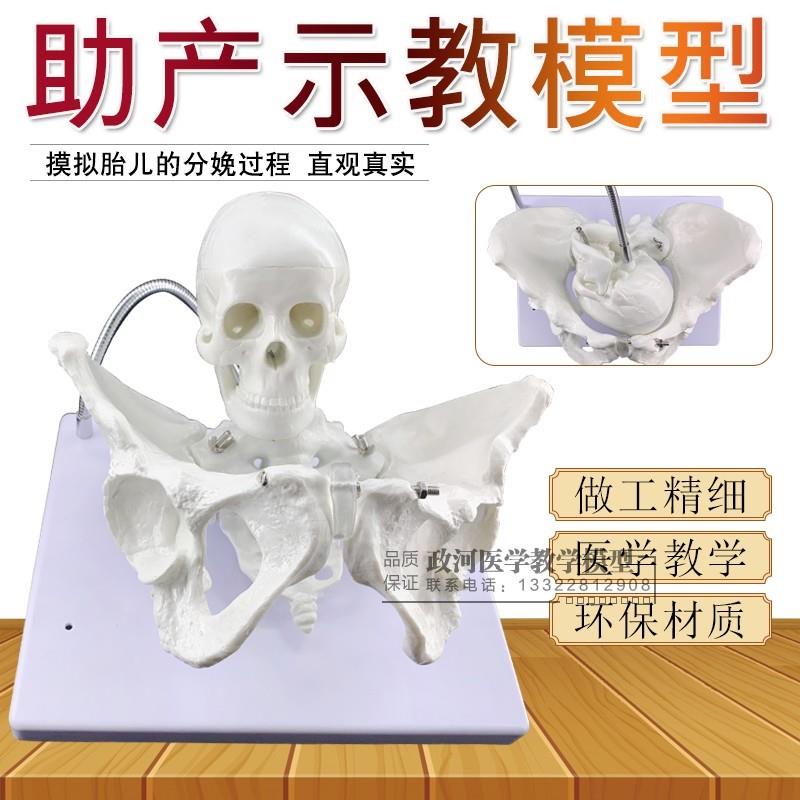 分娩骨盆c模型,分娩演示教学产妇助产骨盆模型生育助产示教模