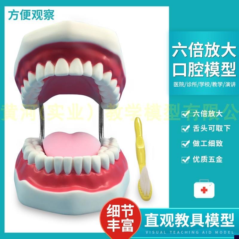 牙护理保健d模型大号牙齿清洁教学模具 6倍放大 口腔护理牙模型