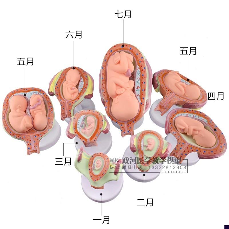 妊娠胚胎发育模型 计划生育模型 婴儿胎儿发育过程V模型 生殖模型