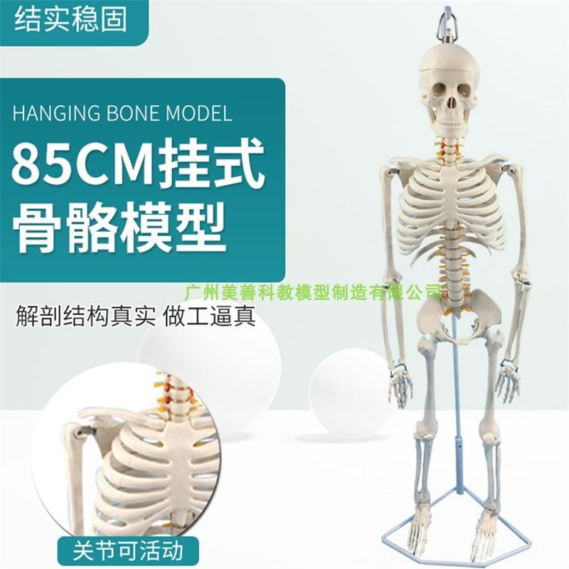 人体骨骼模型85CM骨架椎间盘神经根脊柱脊R椎模型医学骨骼骷