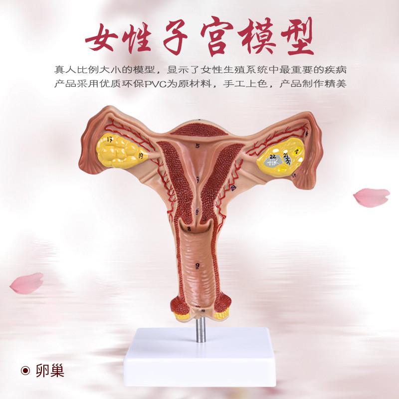 人体子宫解d剖模型女性生殖系统计生教育演示器材厂家直