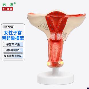 医博BIX-A3422正常子宫模型女性子宫模型 医用教具女性内外生殖器
