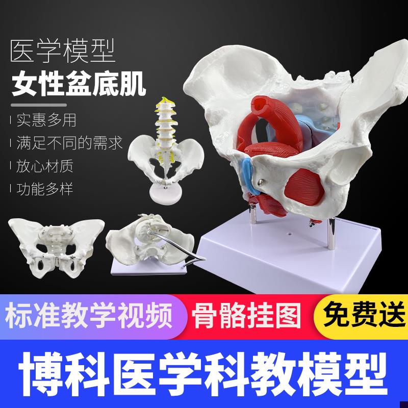 女性骨盆及盆底肌肉模型妇科训练股骨盆骨子N宫 分娩助产教学人体