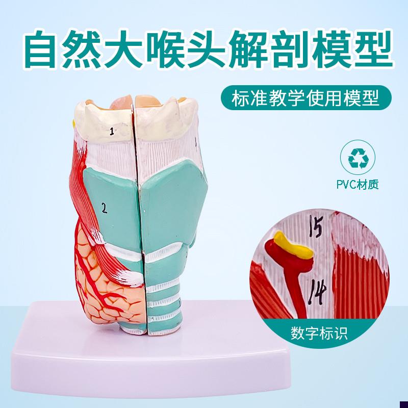 自然大喉头解剖 咽喉模型喉解剖标E本喉部血管甲状腺喉结喉头喉咙